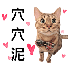 [LINEスタンプ] lovely cat Dodo's daily