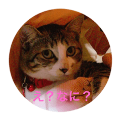 [LINEスタンプ] 日常で使えるミルスタンプ