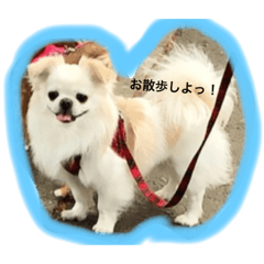 [LINEスタンプ] ペキニーズ×チワワのMIX犬、ぺちゃ君！