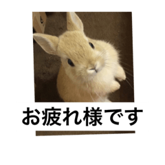 [LINEスタンプ] monaka rabbit picuture 6