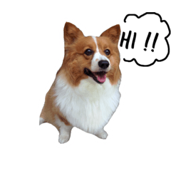 [LINEスタンプ] Noina the corgi v.1