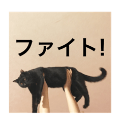 [LINEスタンプ] 黒猫ちゃぷ の日常ニャン！