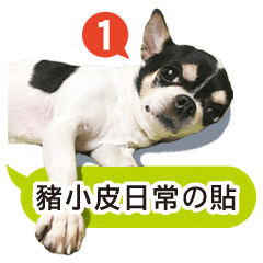 [LINEスタンプ] Chihuahua - jhu siao pi