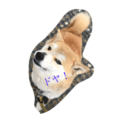 [LINEスタンプ] 柴犬集合！