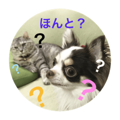 [LINEスタンプ] わんにゃん LIFE