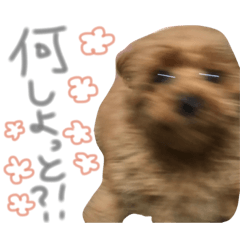 [LINEスタンプ] 廣吉mocoと申します。2