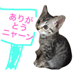 [LINEスタンプ] めるニャンスタンプ