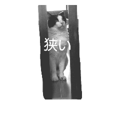 [LINEスタンプ] タマ日常