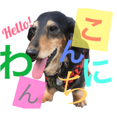 [LINEスタンプ] DOG Dachshund Sticker