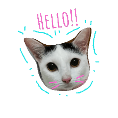 [LINEスタンプ] meowtaohoo