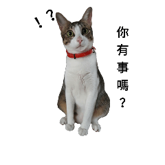 [LINEスタンプ] coco   cat