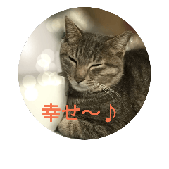 [LINEスタンプ] 楽しい3にゃんこの毎日 2