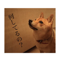 [LINEスタンプ] 豆しばのまめ太