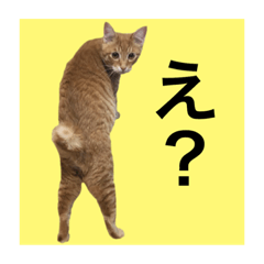 [LINEスタンプ] ウニツナちゃんの写真スタンプ②