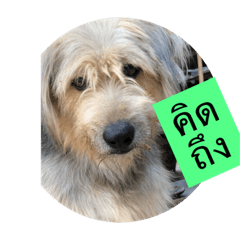 [LINEスタンプ] DogDogVer1