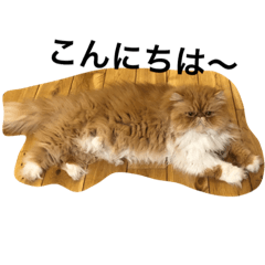 [LINEスタンプ] ブサ猫エキゾの実写スタンプ2