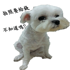 [LINEスタンプ] funnydogs