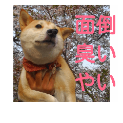 [LINEスタンプ] 阿部家のわんころ達