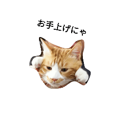 [LINEスタンプ] とといち（猫）