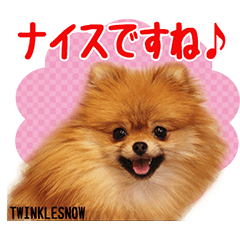[LINEスタンプ] TWINKLESNOW犬舎の可愛いポメラニアンの画像（メイン）