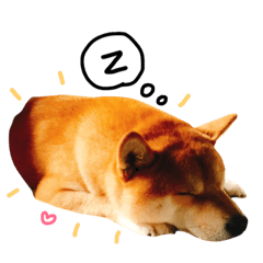 [LINEスタンプ] A SHIBAINU from the Huangs