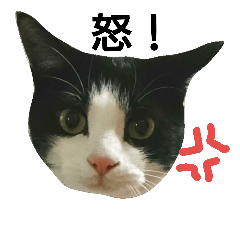 [LINEスタンプ] 白黒はちわれきょうだいのひめたん