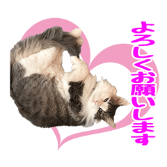 [LINEスタンプ] ニャンズ19