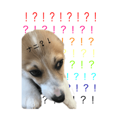 [LINEスタンプ] Mone puppy life 2