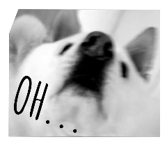 [LINEスタンプ] 白い柴犬の日常生活