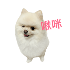 [LINEスタンプ] Creamy Pomeranian