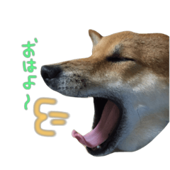 [LINEスタンプ] 柴犬のモカ