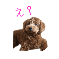 [LINEスタンプ] 愛犬ルイくん