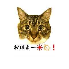 [LINEスタンプ] nuts cats fufufu