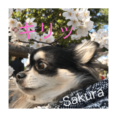 [LINEスタンプ] Princess Sakura of Long Coat Chihuahua