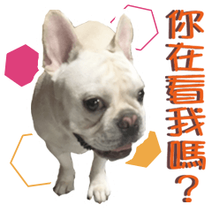 [LINEスタンプ] Dog Porsche