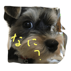 [LINEスタンプ] ミックス犬の麦ちゃんです。