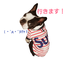 [LINEスタンプ] Funnylife of Bostonterrier Loa