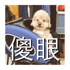 [LINEスタンプ] dudu is a dog