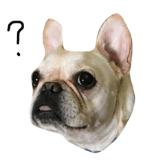 [LINEスタンプ] Mochi-French Bulldog