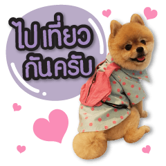 [LINEスタンプ] Mooyong the Pomeranian