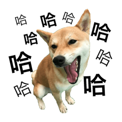 [LINEスタンプ] Shiba Iun Hamu