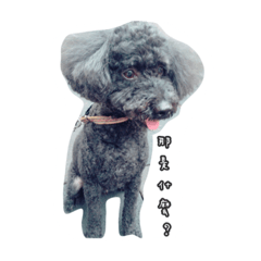 [LINEスタンプ] Doggys Daily life.