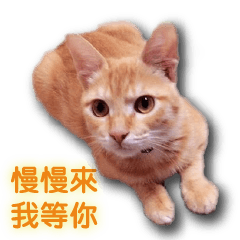 [LINEスタンプ] MIXCAT TICKY