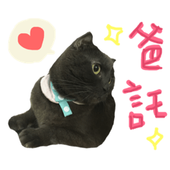 [LINEスタンプ] Scottish Fold DaDa Say