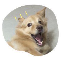 [LINEスタンプ] happy dog perny