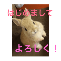 [LINEスタンプ] monaka rabbit picuture 3