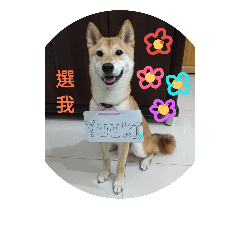 [LINEスタンプ] Yuuki shibainu ver1