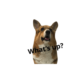 [LINEスタンプ] CorgiPP