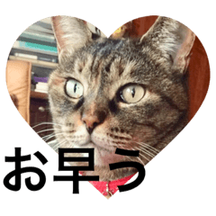 [LINEスタンプ] 愛情たっぷりの猫ちゃんのつぶやき 老眼用の画像（メイン）