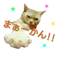 [LINEスタンプ] 【名古屋弁】猫のあんずです。